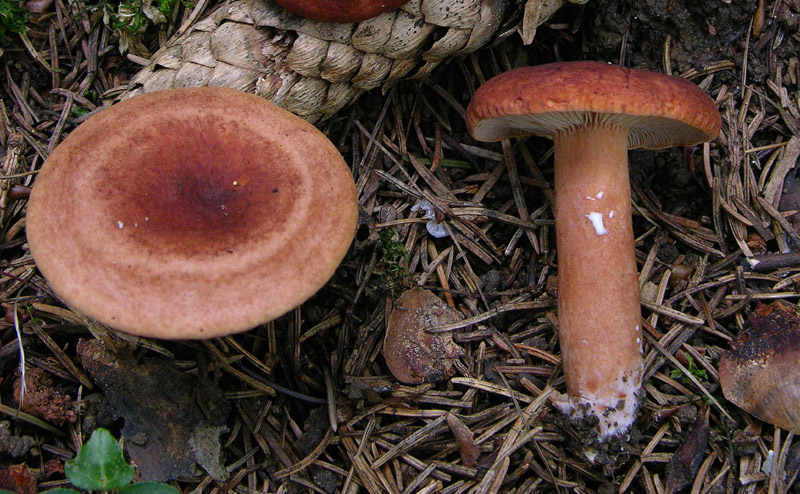 3.Lactarius sp.